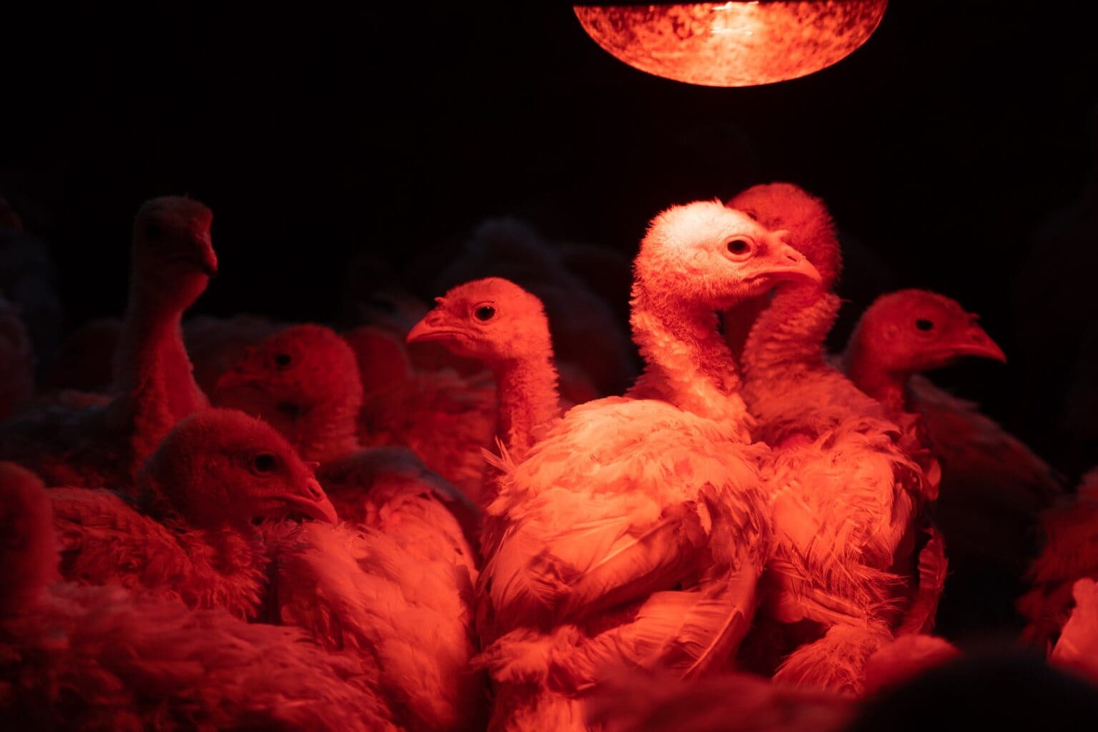 How Long Do Chicks Need a Heat Lamp? (A Complete Guide)