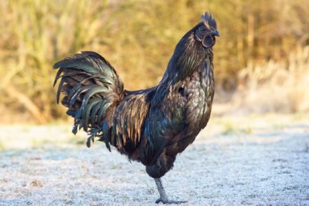 Ayam Cemani: Breed Profile, Egg Laying, Pictures & Facts
