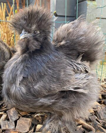 12 Silkie Chicken Colors & Varieties