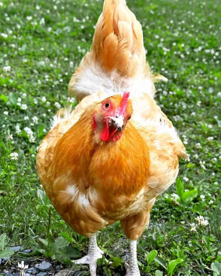 19 Small Chicken Breeds Ranked By Size 19 Small Chicken Breeds Ranked By Size