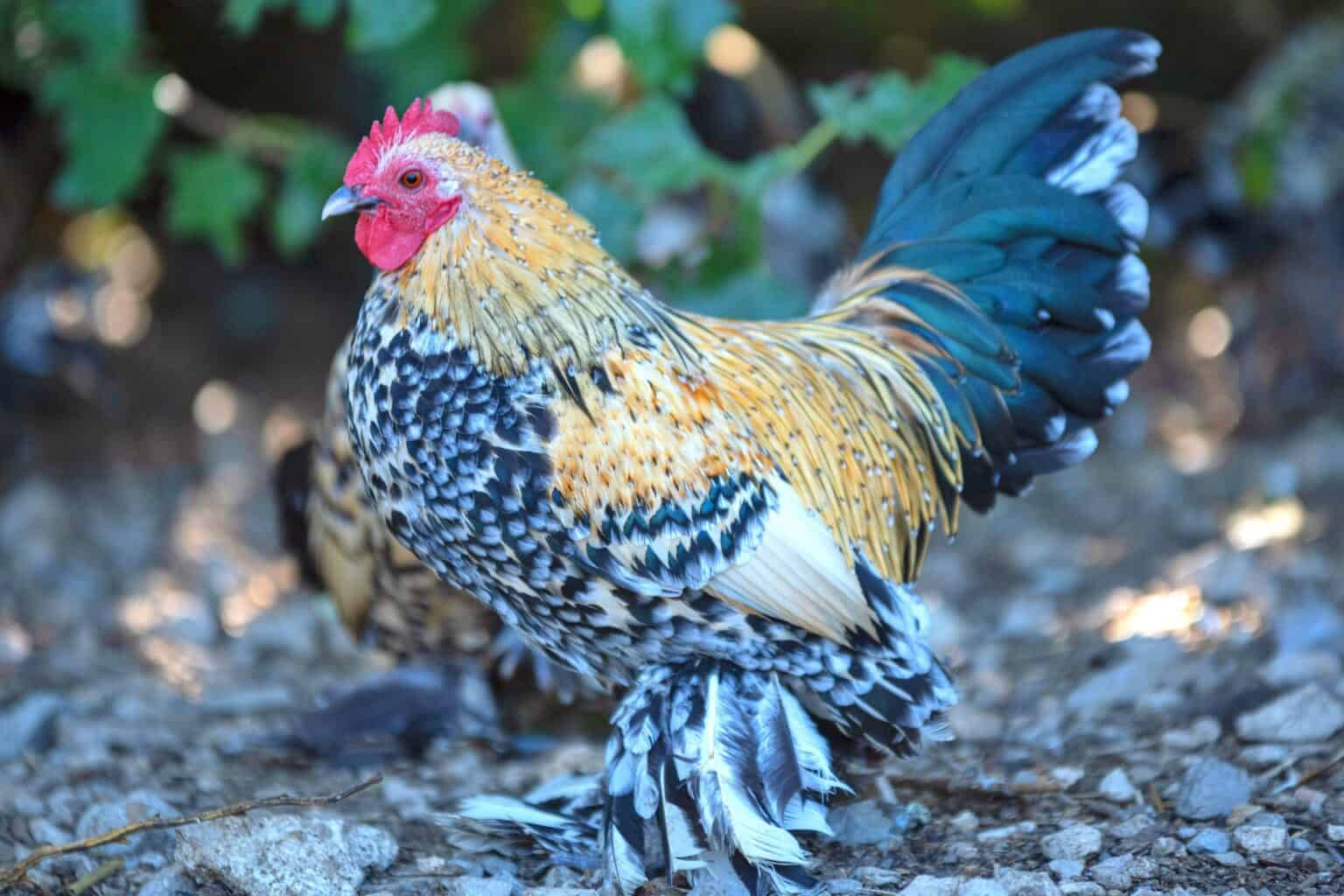 7 Chicken Breeds With Feathered Feet