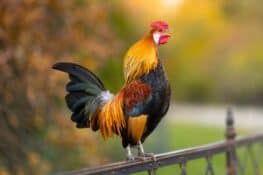 12 Common Chicken Sounds and What They Mean