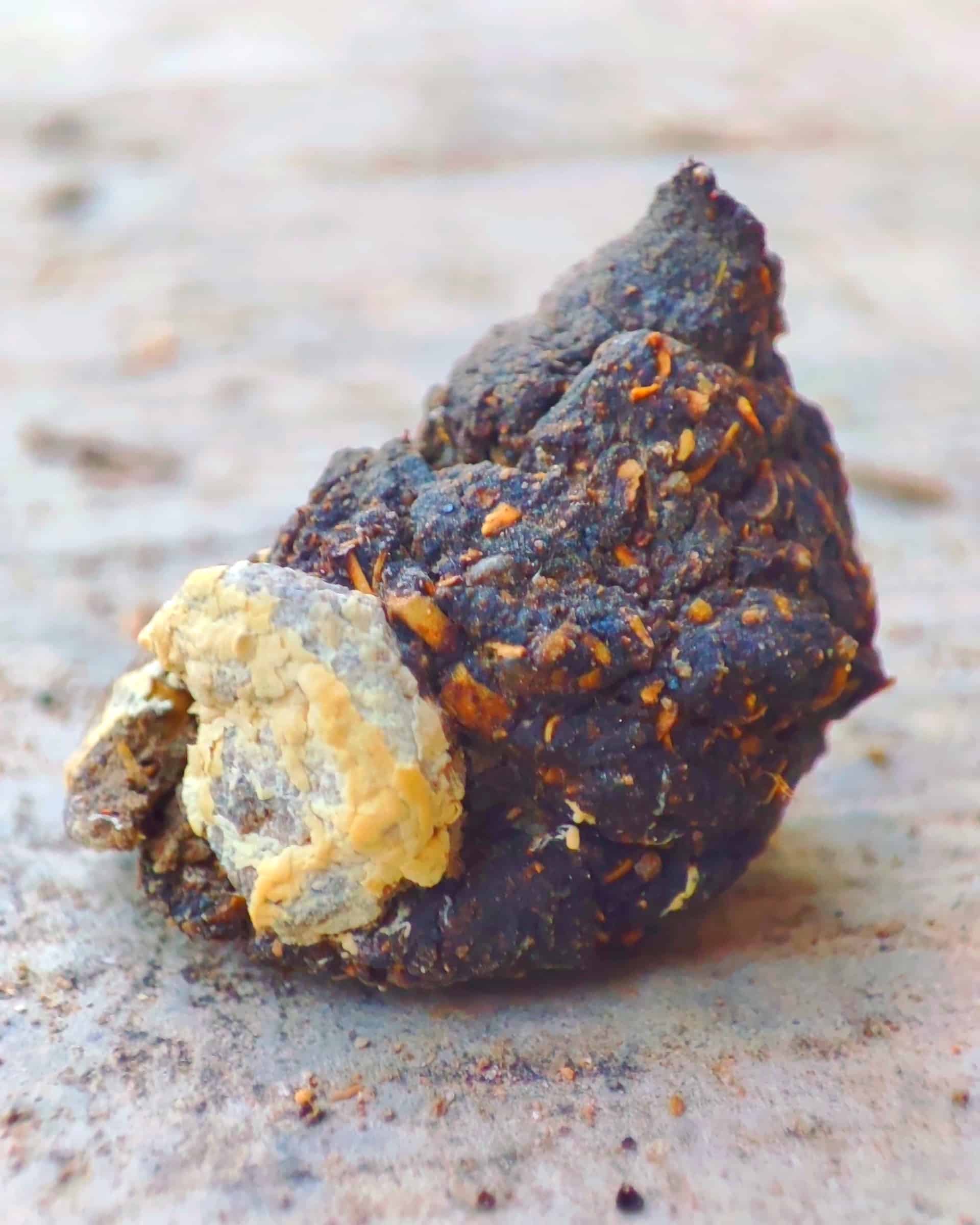 Chicken Poop Guide Is Your Chicken's Poop Normal?