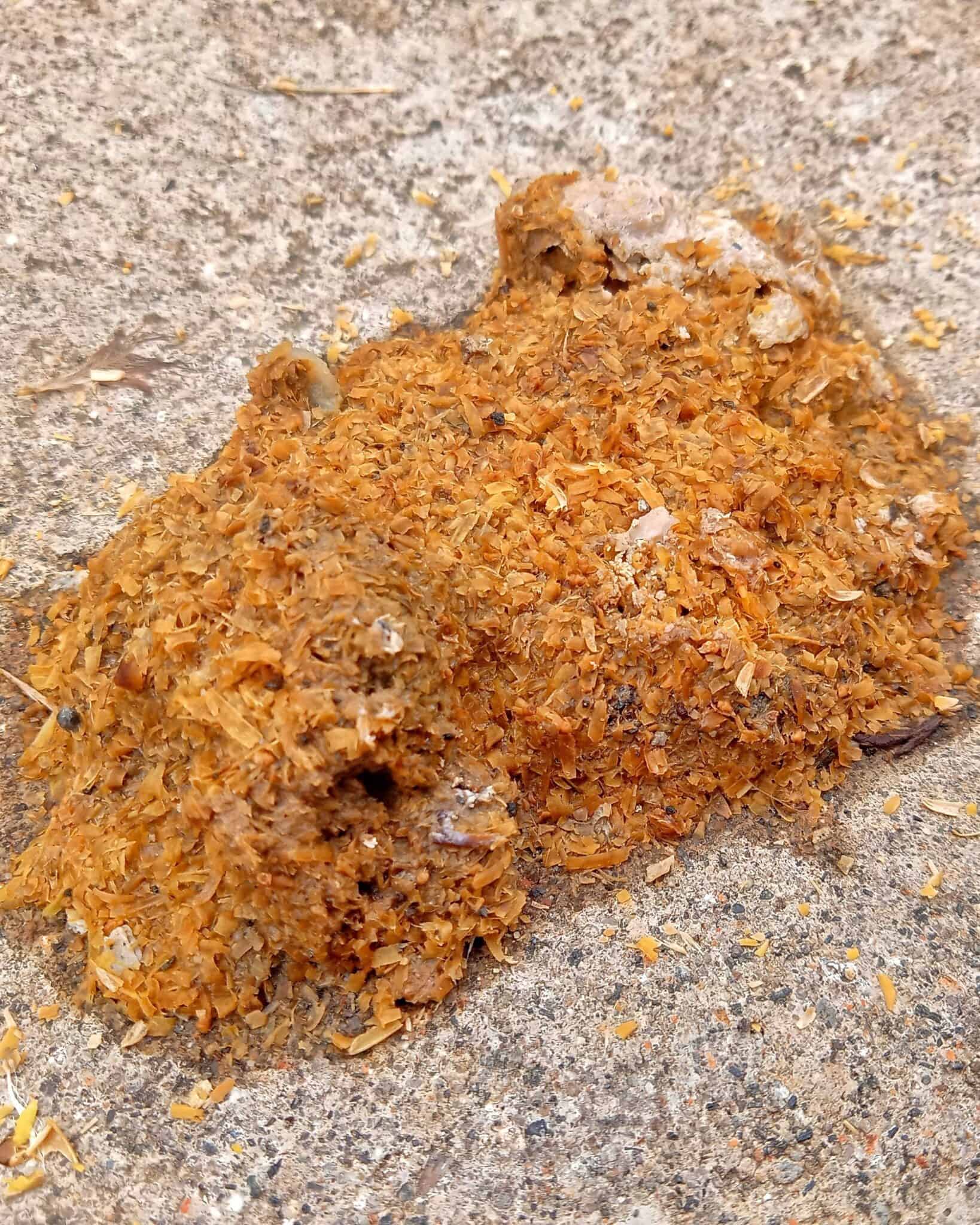 Chicken Poop Guide: Is Your Chicken's Poop Normal?