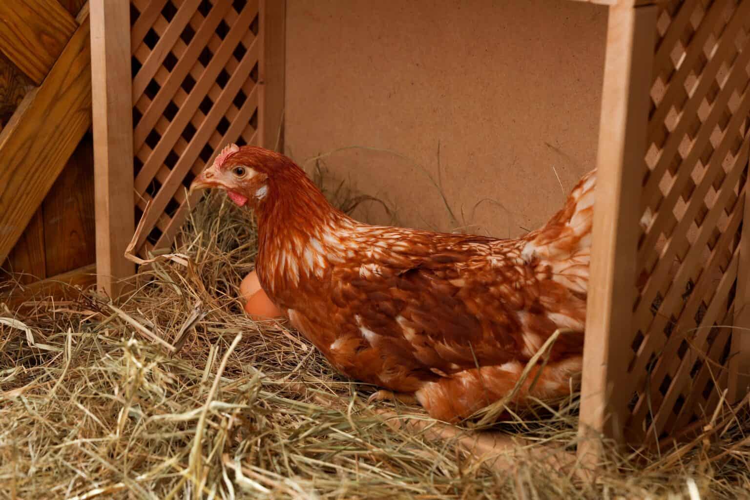 Chicken Nesting Box Size Your Ultimate Guide!