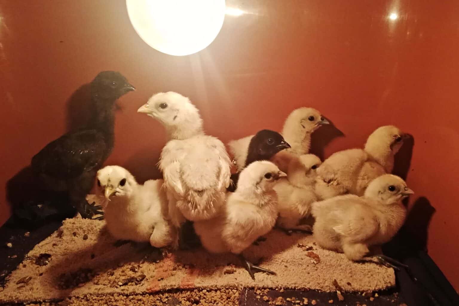 How Long Do Chicks Need a Heat Lamp? (A Complete Guide)