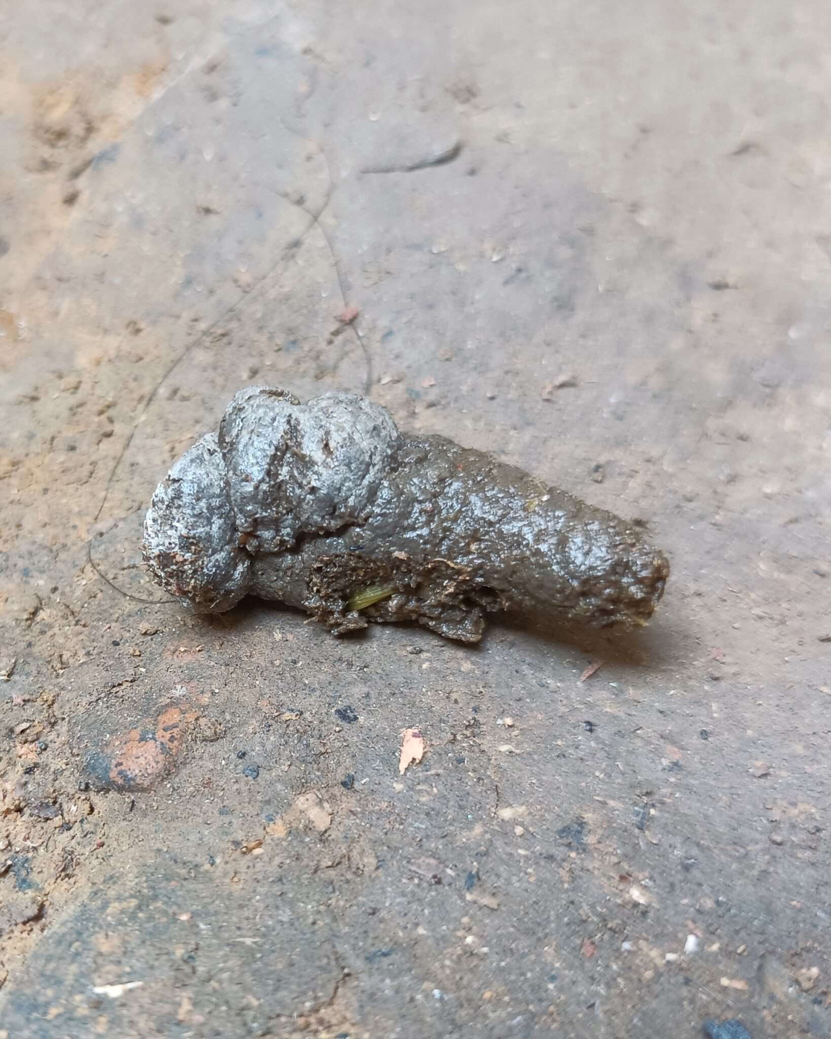 Chicken Poop Guide Is Your Chicken's Poop Normal?