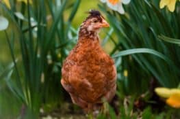 Easter Egger Chicken: Breed Profile, Facts & Pictures