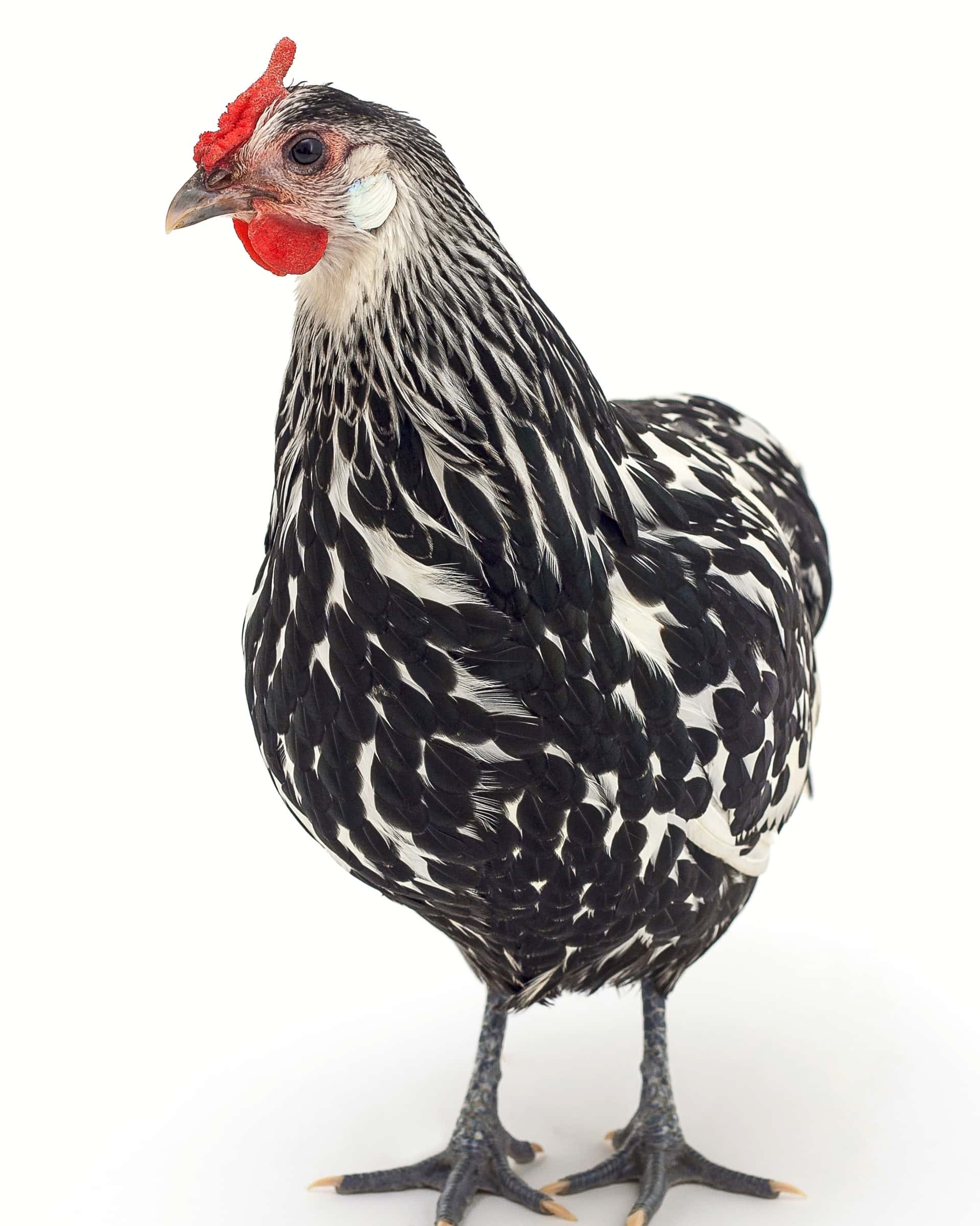 High Yielding Cross Bred Egg Laying Breeds photo