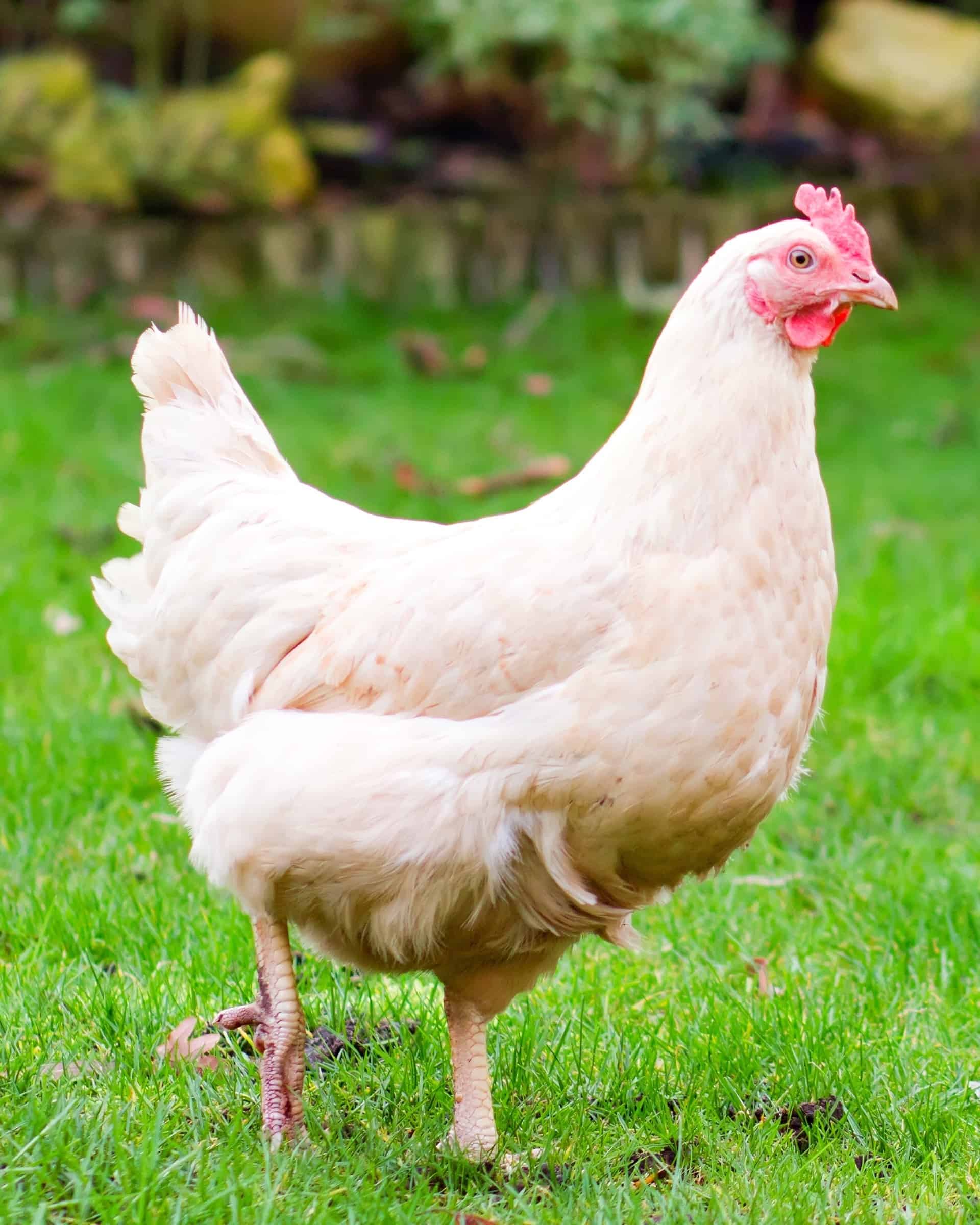 Top 22 Largest Chicken Breeds (Ranked by Size)