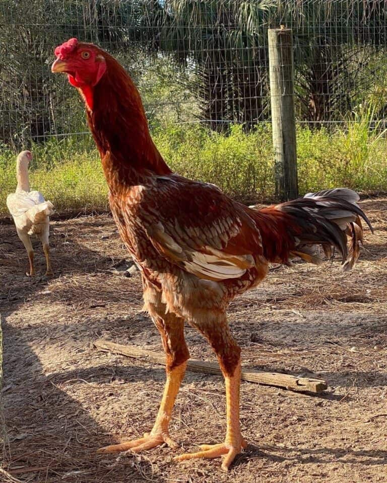 21 Best Fighting Rooster and Gamefowl Breeds