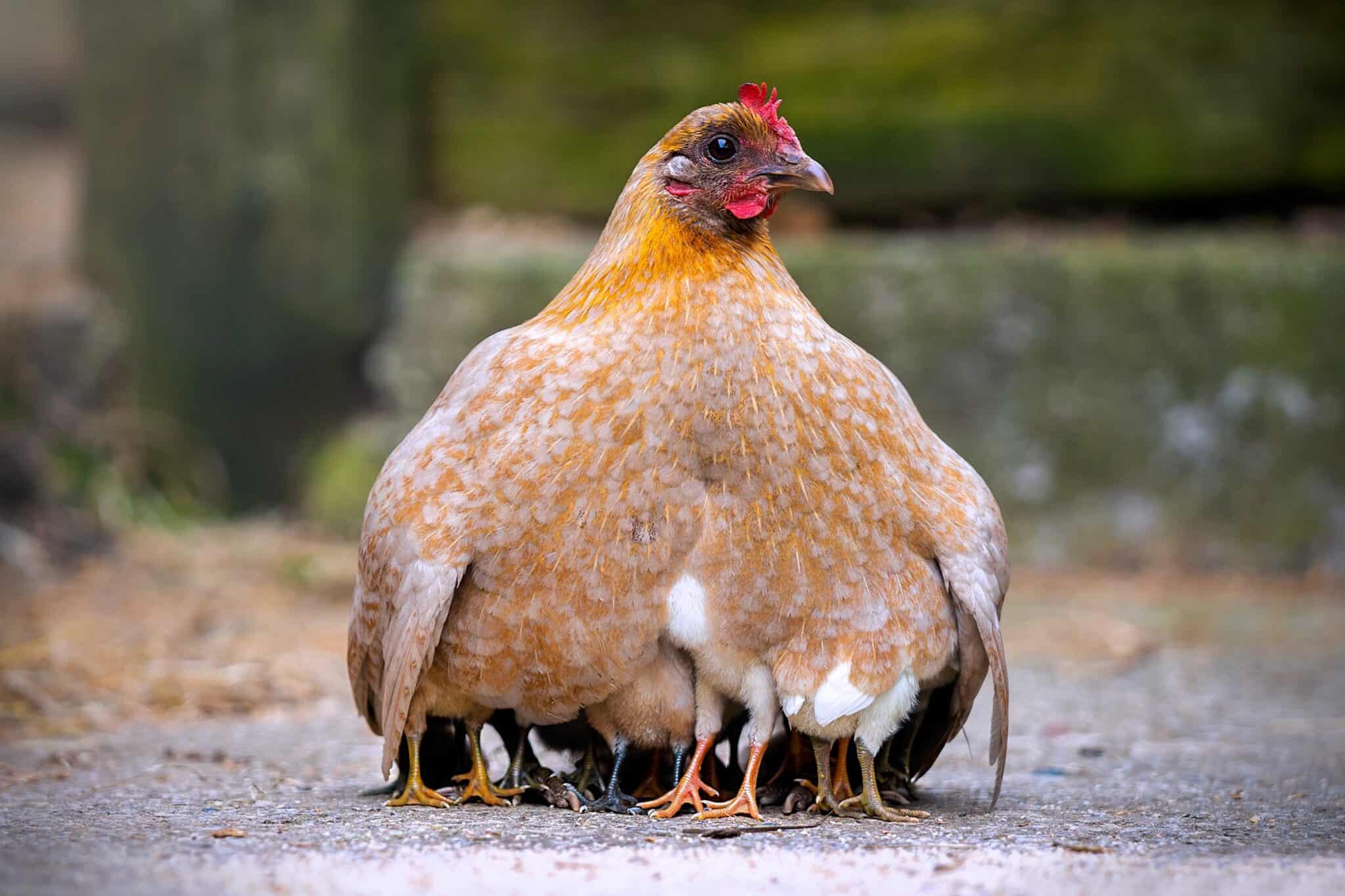 How Long Do Chicks Need a Heat Lamp? (A Complete Guide)