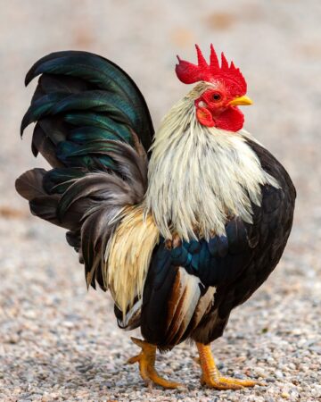23 Popular Bantam Chicken Breeds