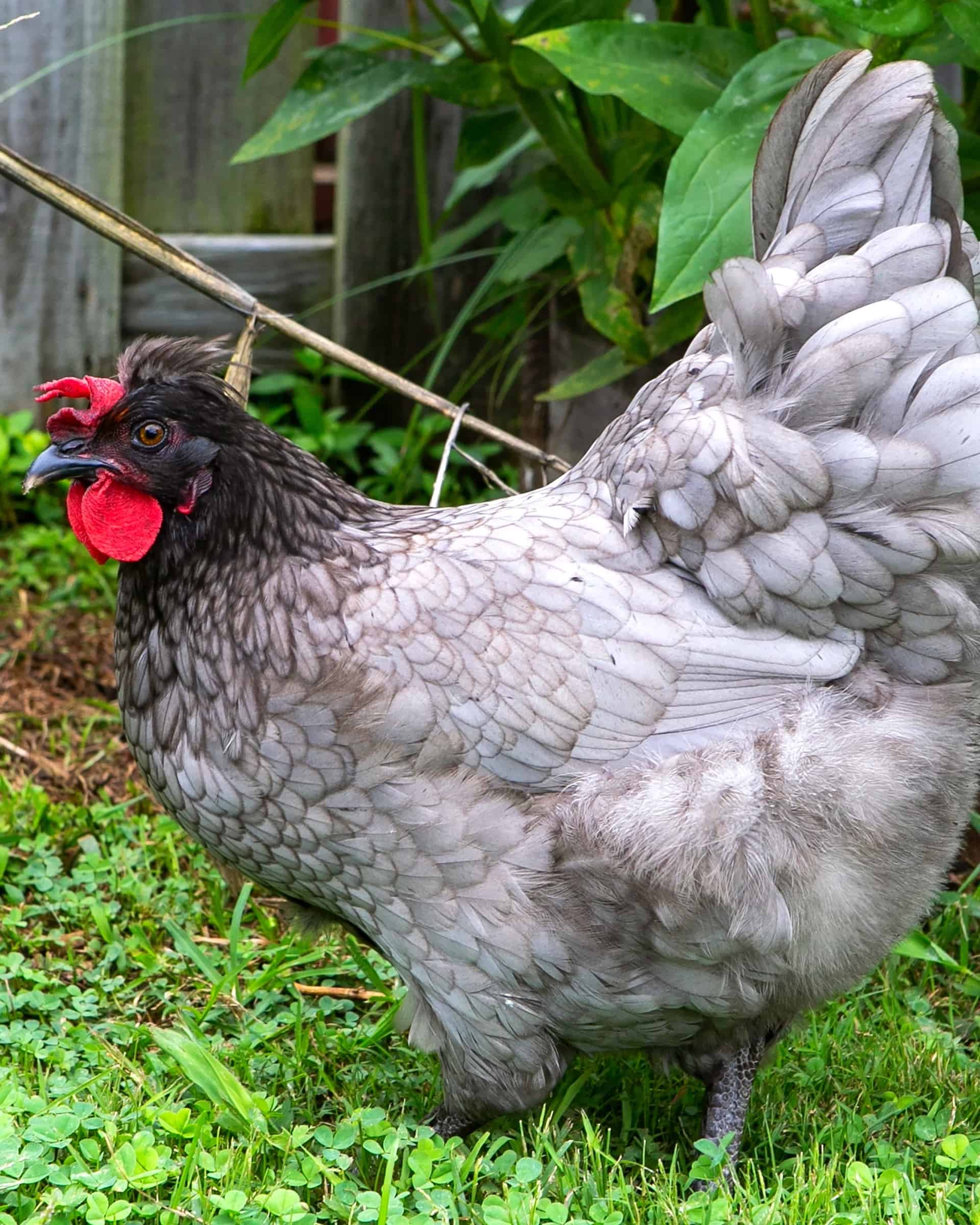 12 Chicken Breeds That Lay Green Eggs