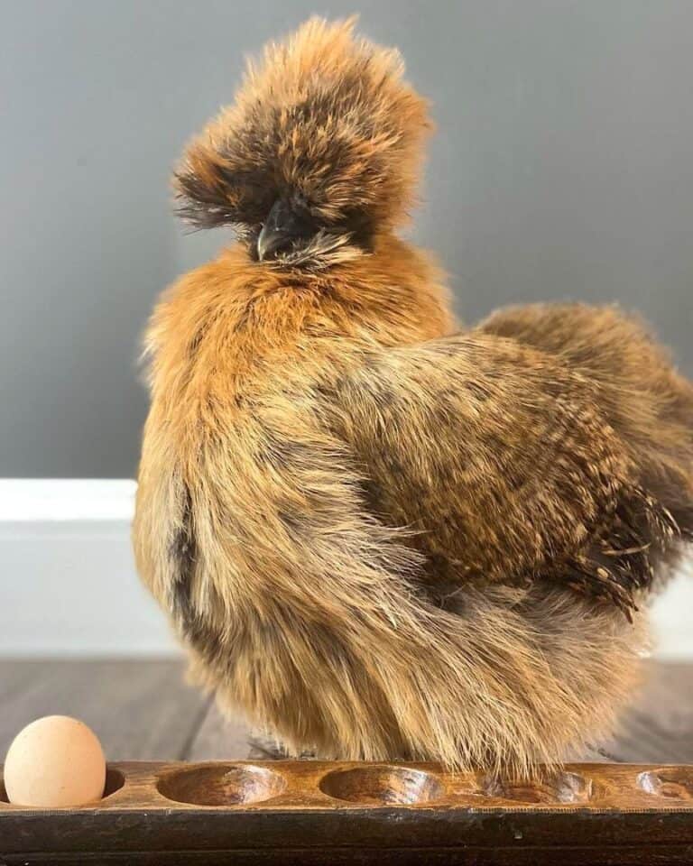 Partridge Silkie Chicken: Breed Info, Traits & Pictures