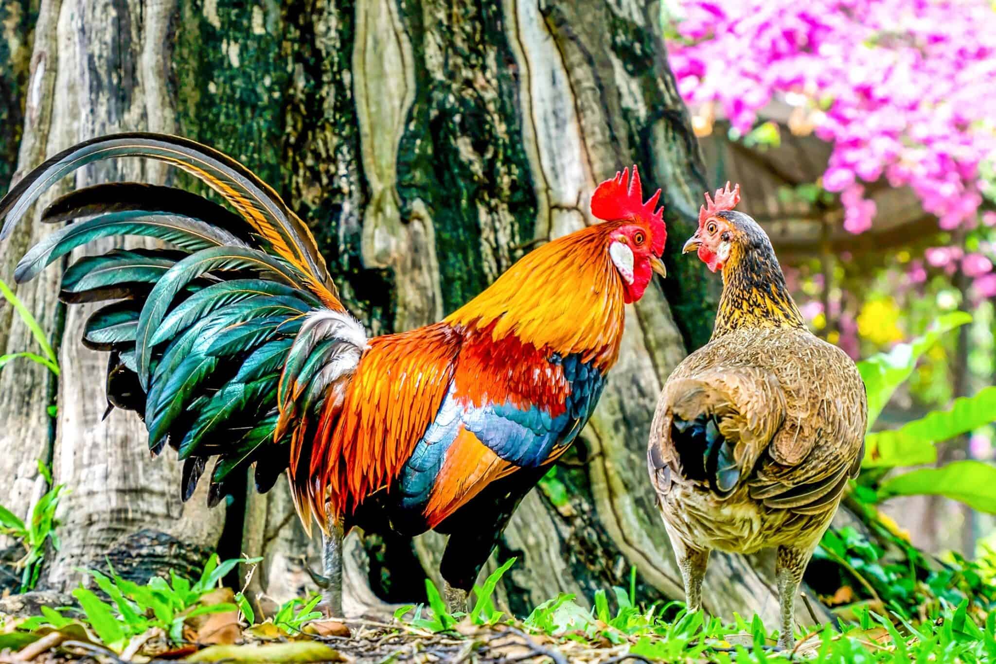 Why Do Roosters Crow? 6 Main Reasons for Crowing