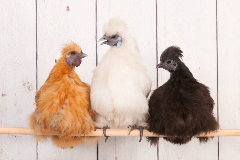 12 Silkie Chicken Colors & Varieties