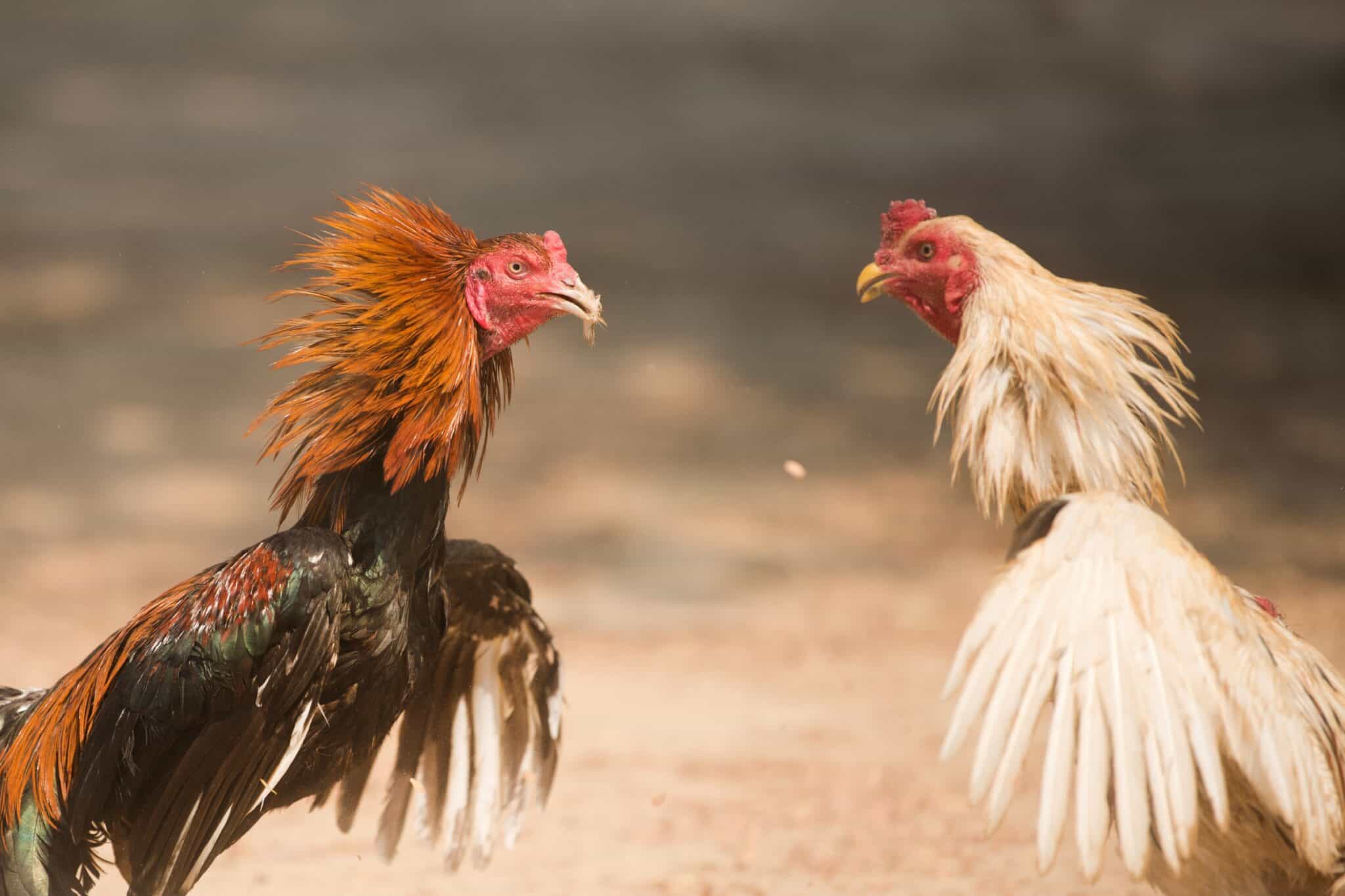 21 Best Fighting Rooster and Gamefowl Breeds