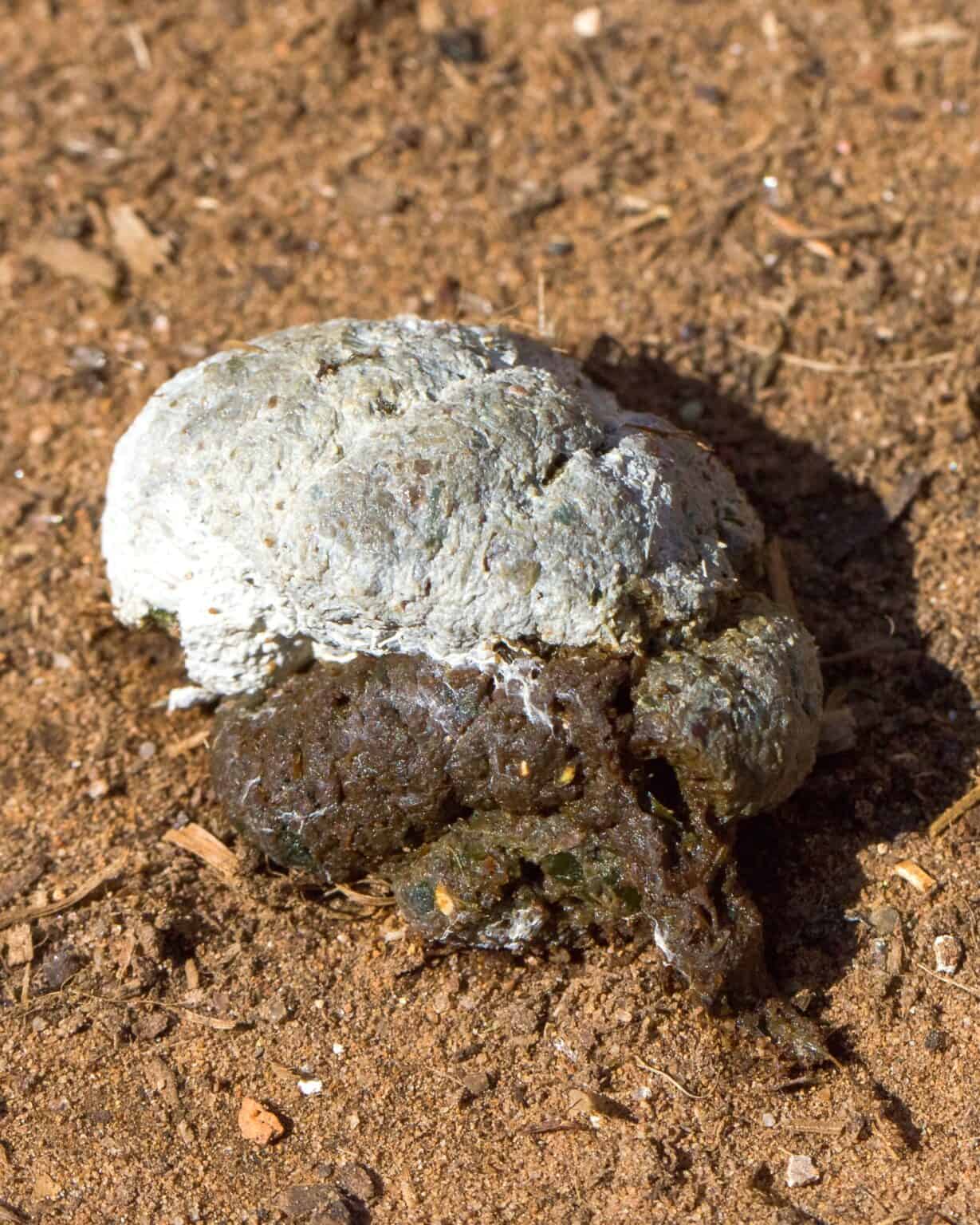 Chicken Poop Guide Is Your Chicken's Poop Normal?