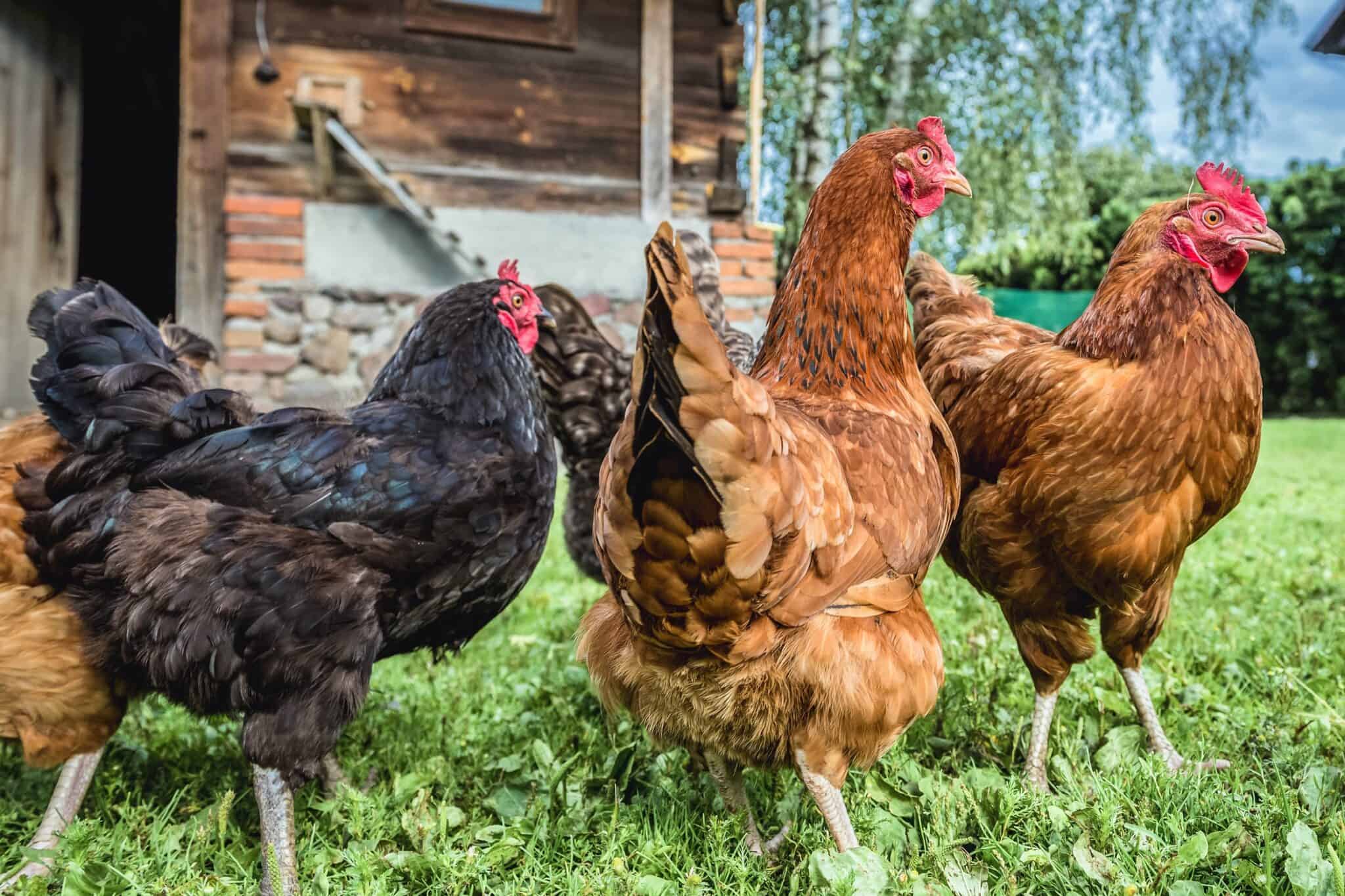 What Is a Group of Chickens Called? Chicken Terms Explained