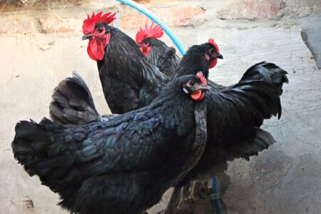 Jersey Giant Chicken: Breed Profile, Facts & Pictures