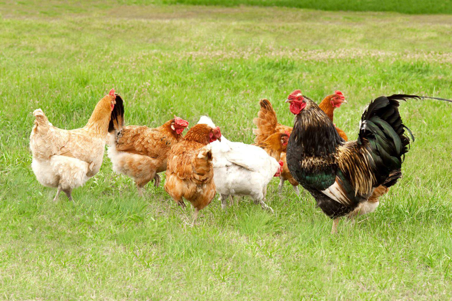 What Is a Group of Chickens Called? Chicken Terms Explained