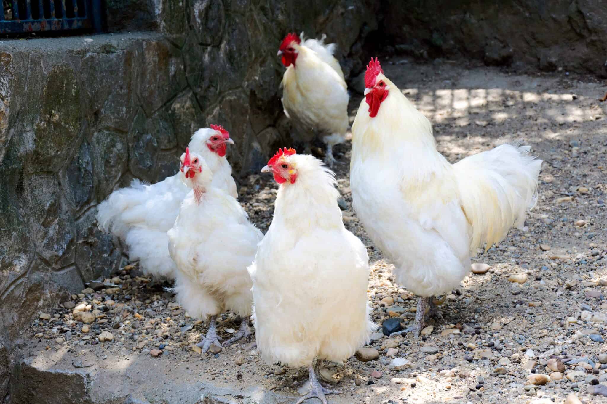 What Is a Group of Chickens Called? Chicken Terms Explained