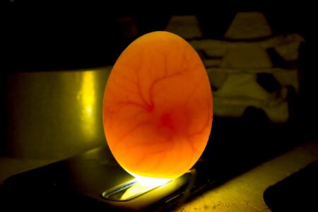 Candling Eggs: How to Candle an Egg (A Complete Guide)