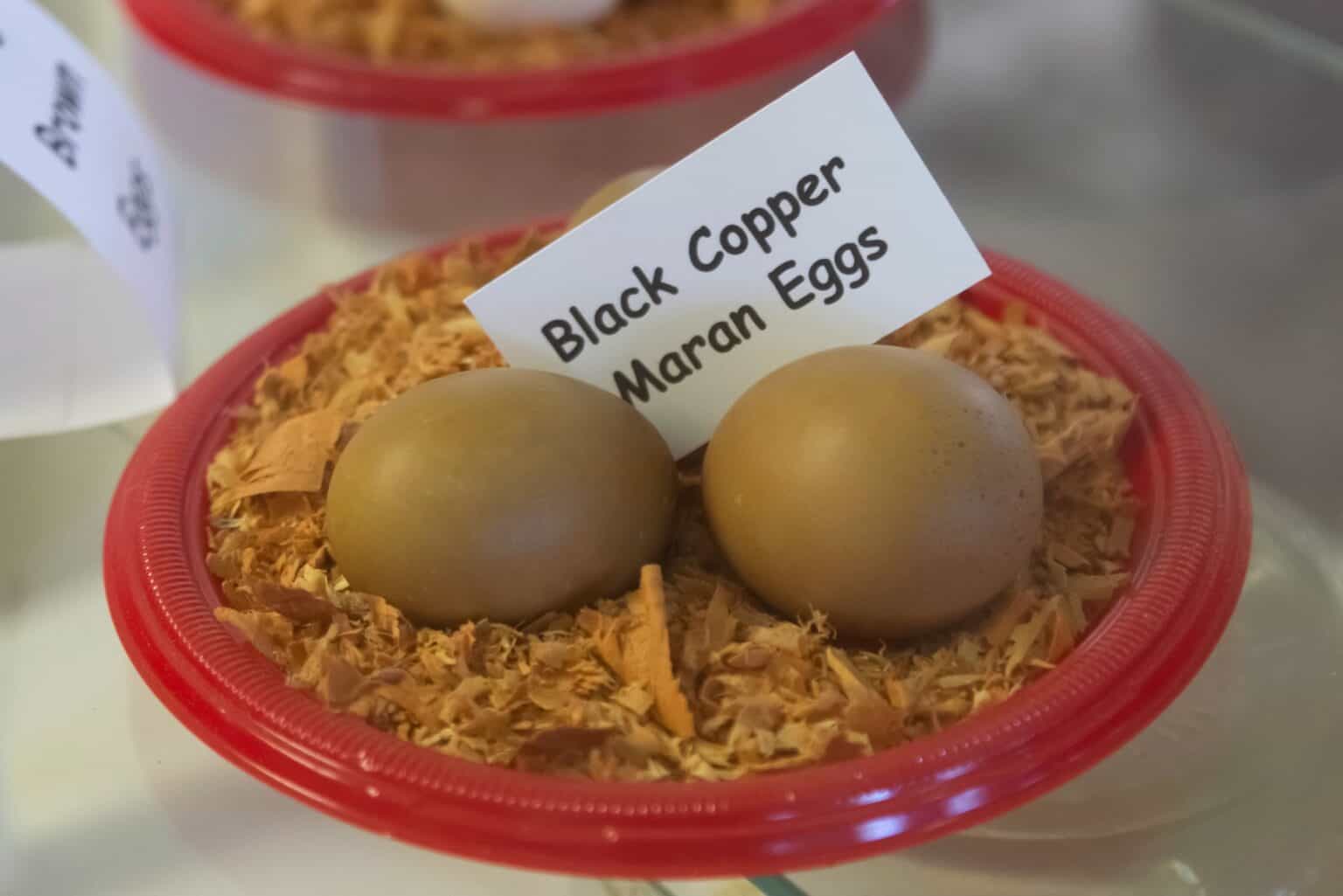 black-chicken-eggs-what-chicken-breeds-produce-them
