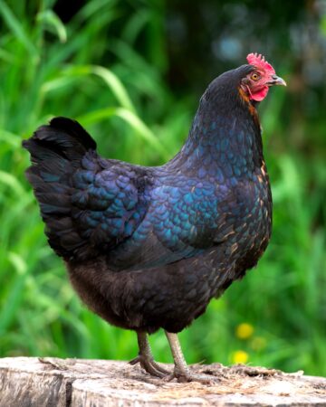 Jersey Giant Chicken: Breed Profile, Facts & Pictures