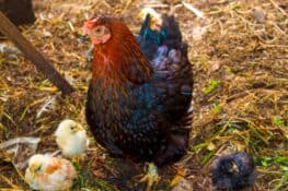 Black Sex Link Chicken: Breed Profile, Care Guide & Facts