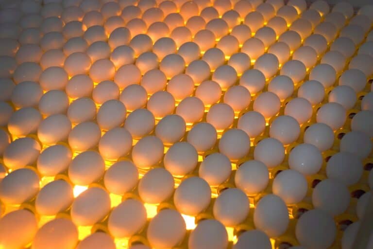 Candling Eggs How to Candle an Egg (A Complete Guide)