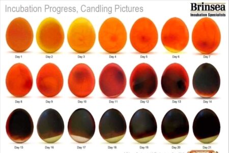 Cool-Lite Egg Candler For Testing Eggs During Incubation - Chicken Egg Fertility Checker