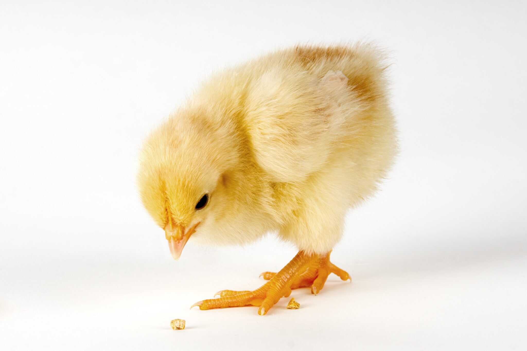 What Do Baby Chicks Eat? A Complete Guide
