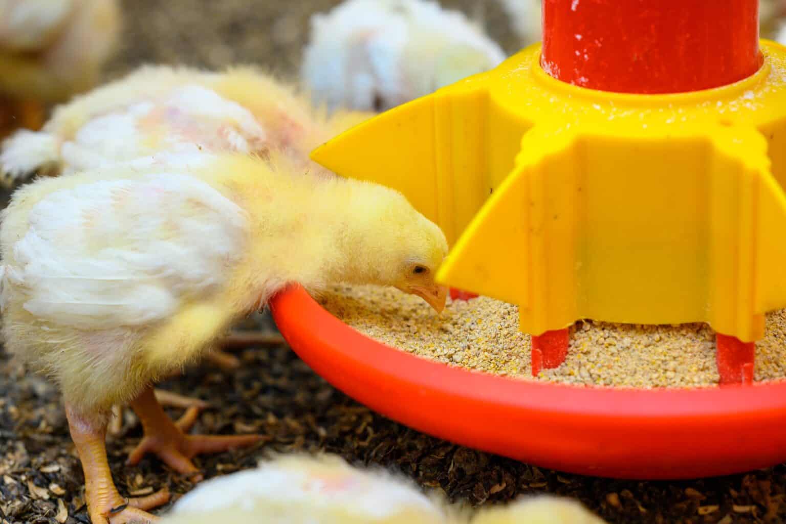 What Do Baby Chicks Eat? A Complete Guide