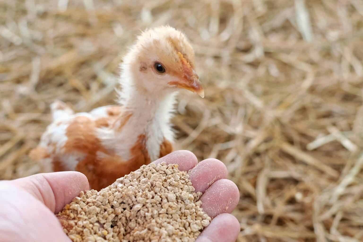 what-do-baby-chicks-eat-a-complete-guide