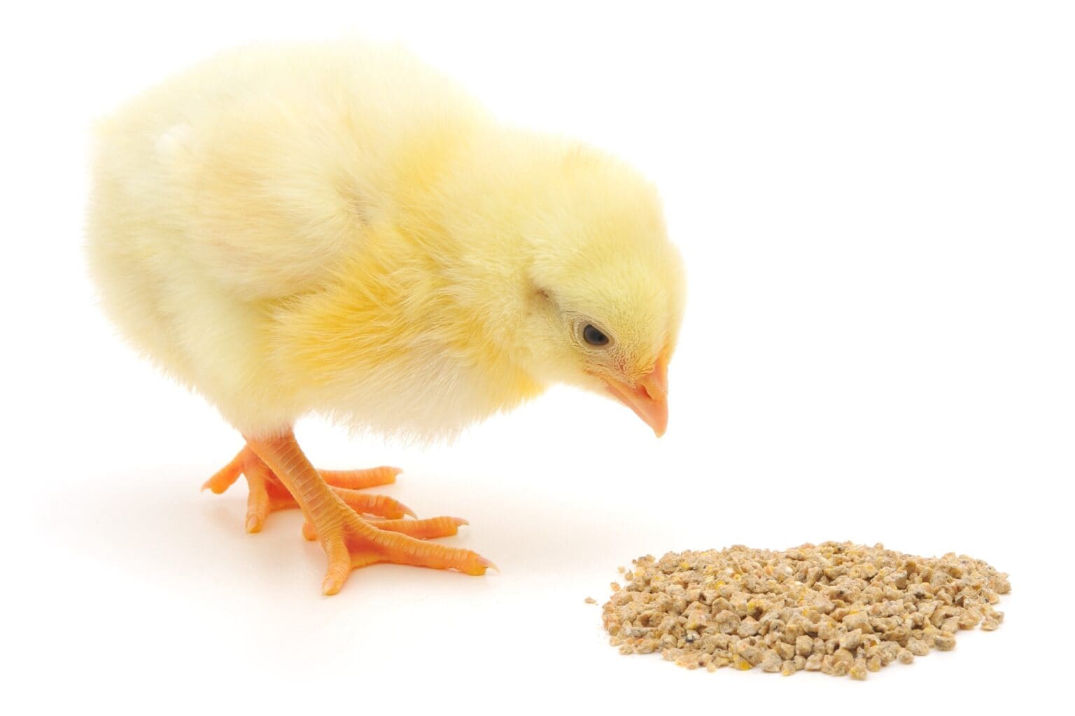 What Do Baby Chicks Eat? A Complete Guide