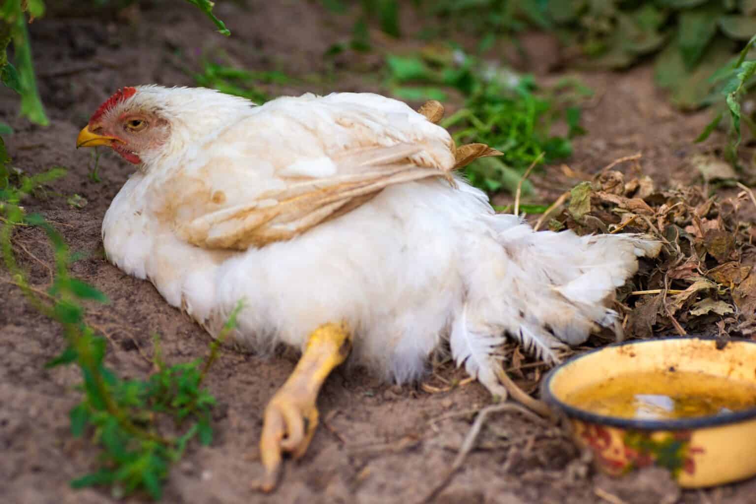 Sudden Chicken Death Why Chickens Are Dying One By One?