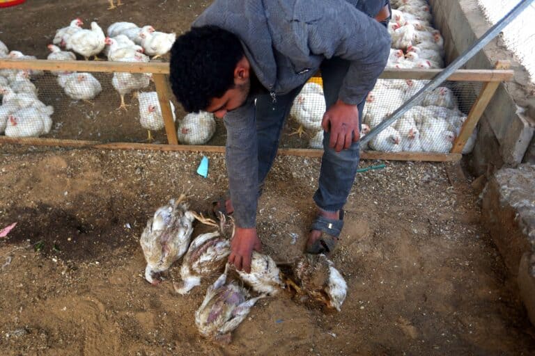 Sudden Chicken Death Why Chickens Are Dying One By One?