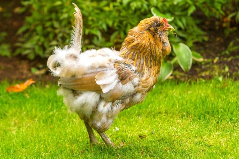 Chicken Losing Feathers 14 Reasons & How to Treat It