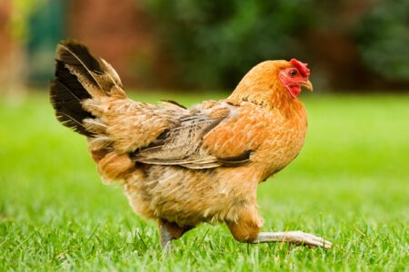 When Do Chickens Start Laying Eggs? - 7 Key Signs