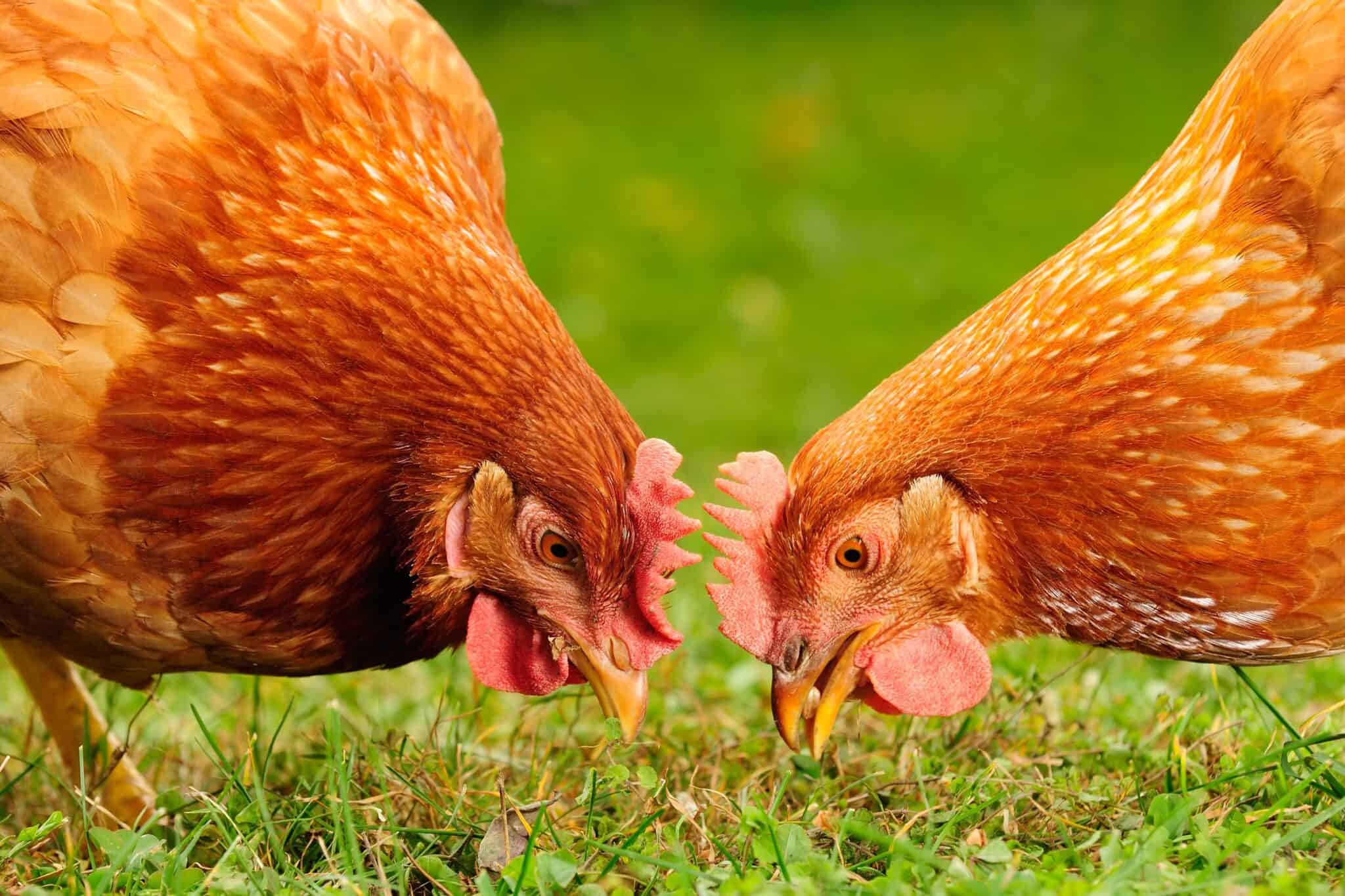 Mealworms for Chickens 8 Benefits You Need to Know