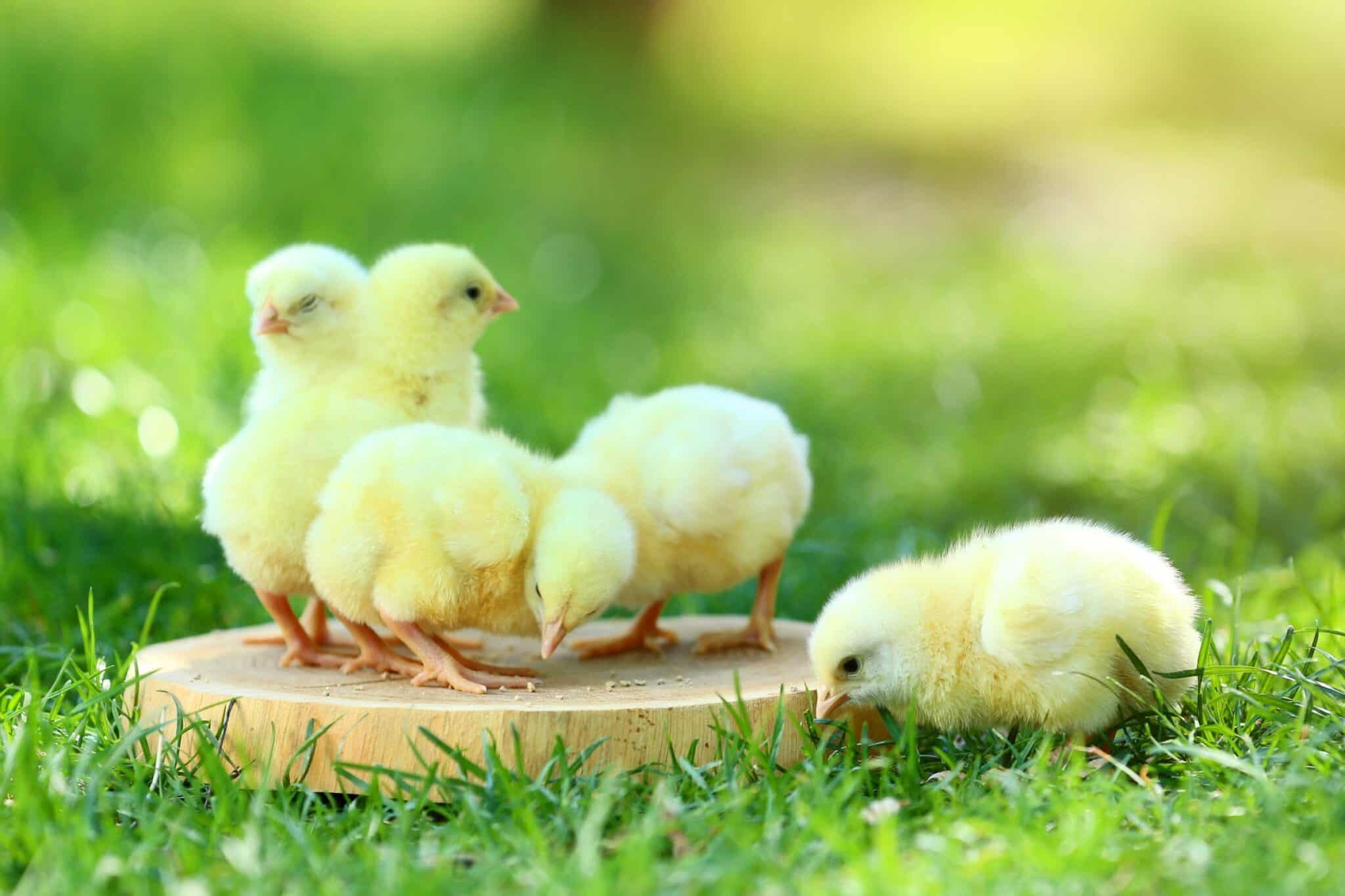What Do Baby Chicks Eat? A Complete Guide