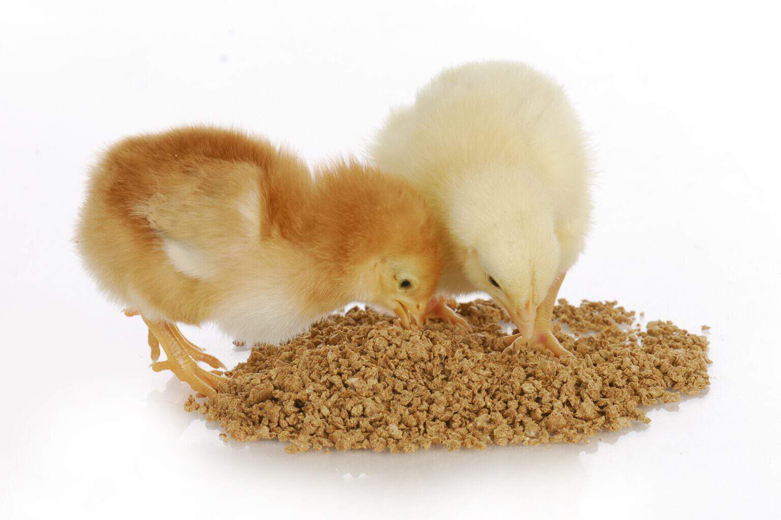 what-do-baby-chicks-eat-a-complete-guide
