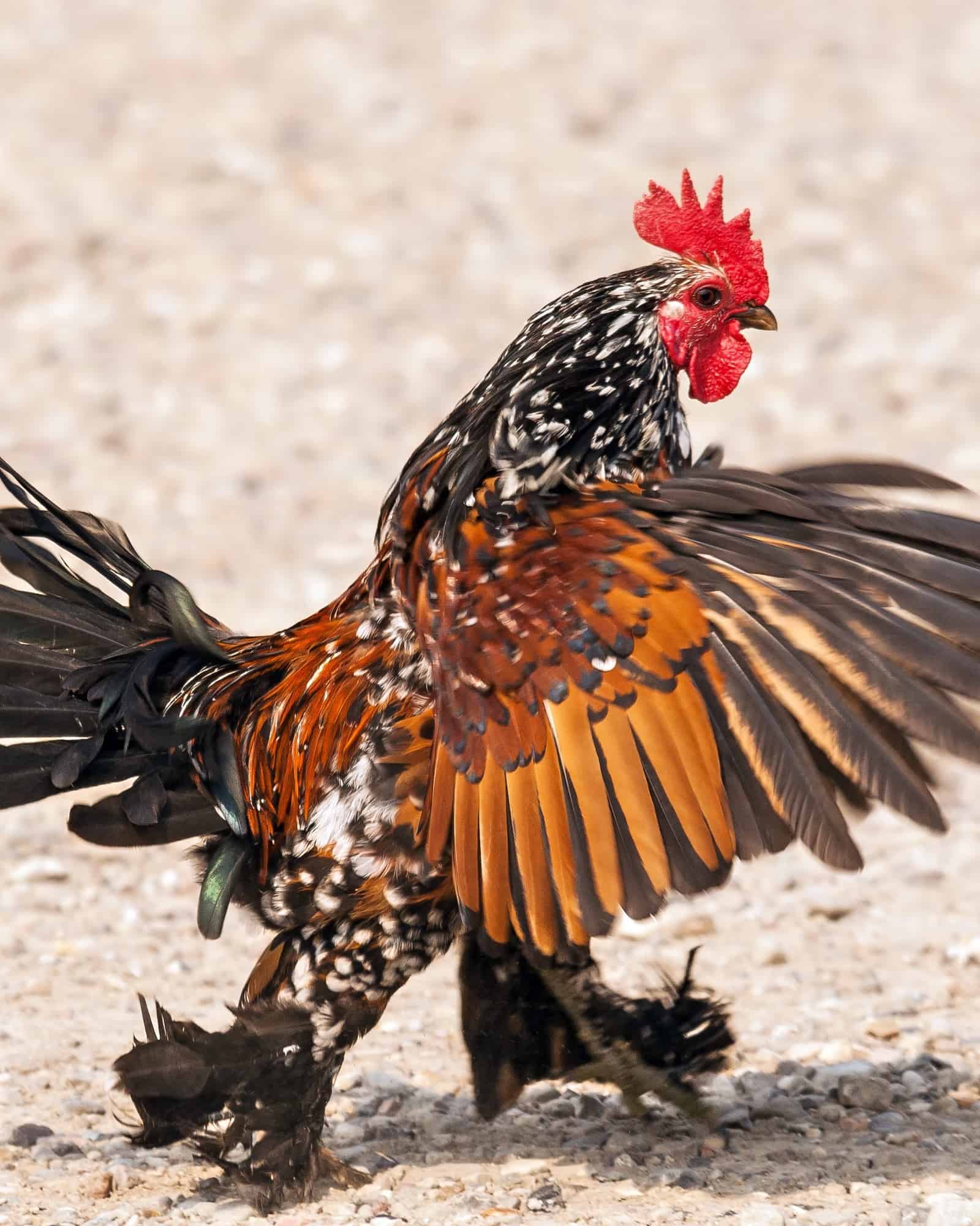 19 Best Rooster Breeds for Your Flock (With Pictures!)