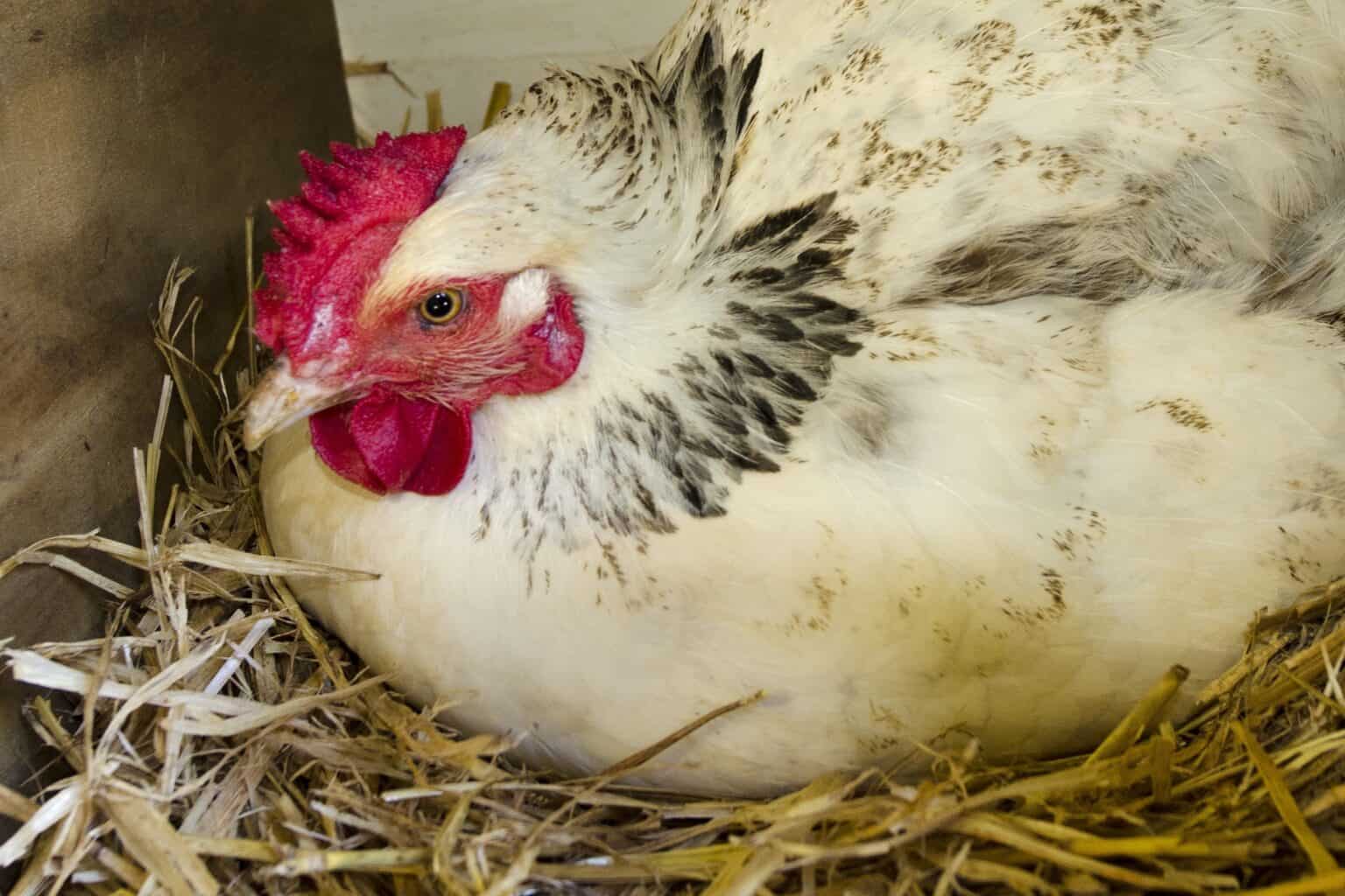 Egg Bound Chickens Common Causes, Symptoms & Treatment
