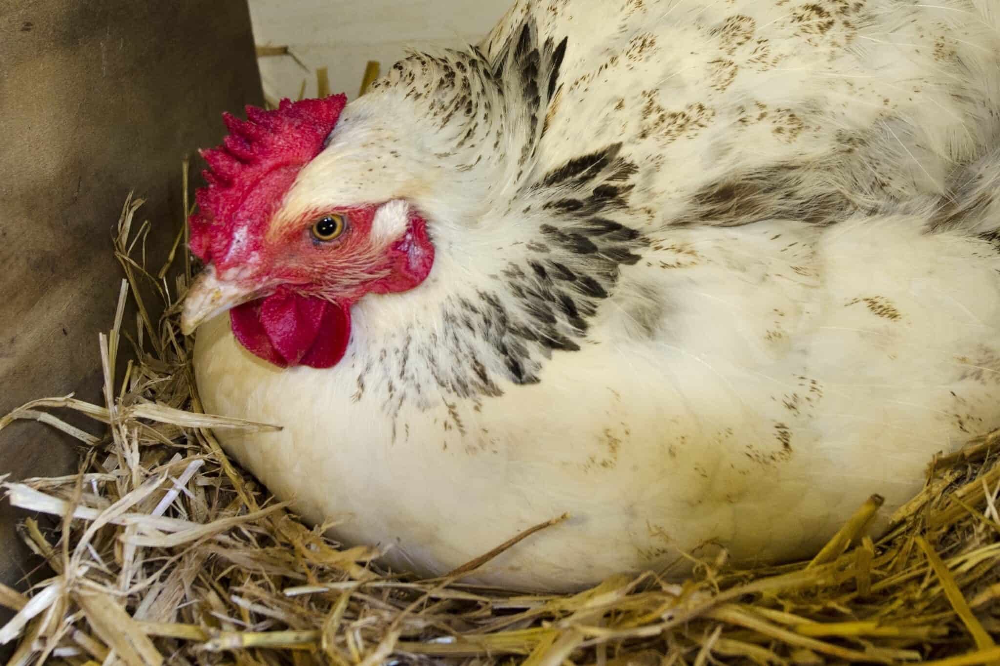 Egg Bound Chickens Common Causes, Symptoms & Treatment