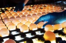 Candling Eggs: How to Candle an Egg (A Complete Guide)