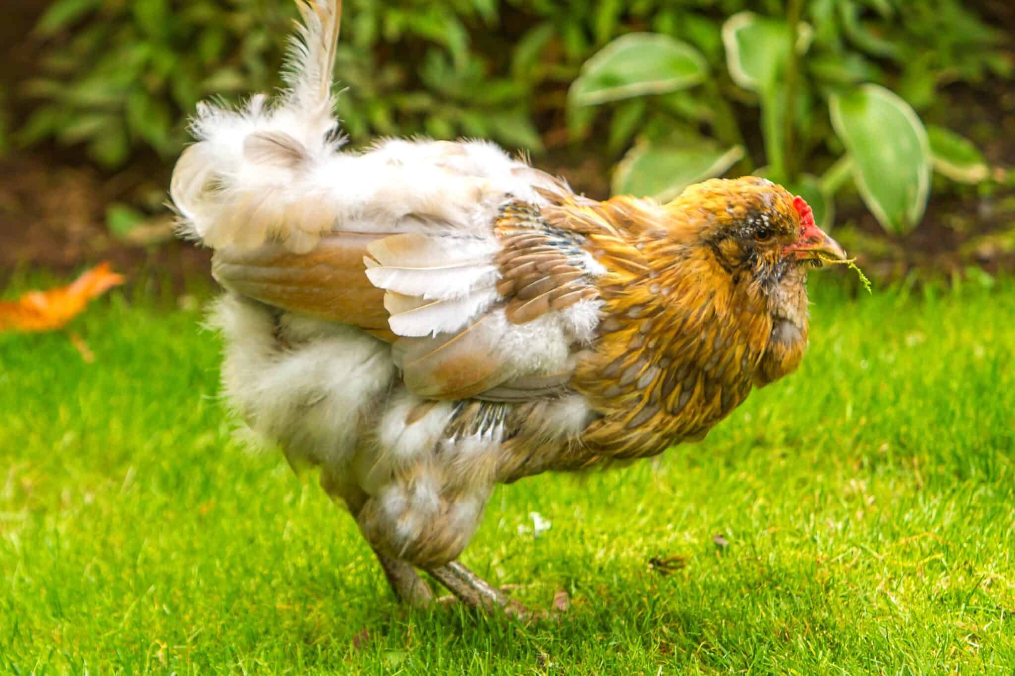 Chicken Losing Feathers 14 Reasons & How to Treat It