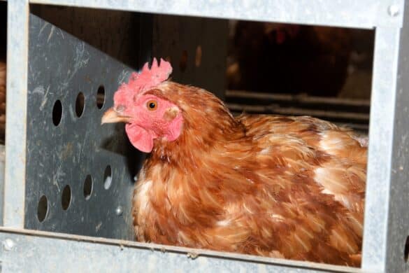 WHAT AGE CHICKENS START LAYING visual data 4